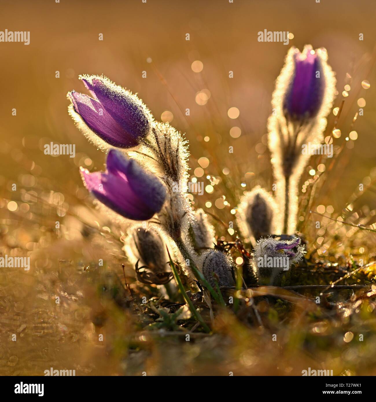 Frühling Hintergrund mit Blumen auf der Wiese. Schönen blühenden Pasque flower bei Sonnenuntergang. Frühling Natur, bunte natürliche verschwommenen Hintergrund. Stockfoto