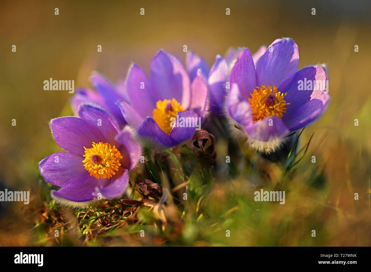 Spring Flower. Natur - Wiese und den Sonnenuntergang. Saisonale Konzept für Frühling. Wunderschön blühenden Pasque flower und Sonne mit einem Naturfarbenen backgr Stockfoto