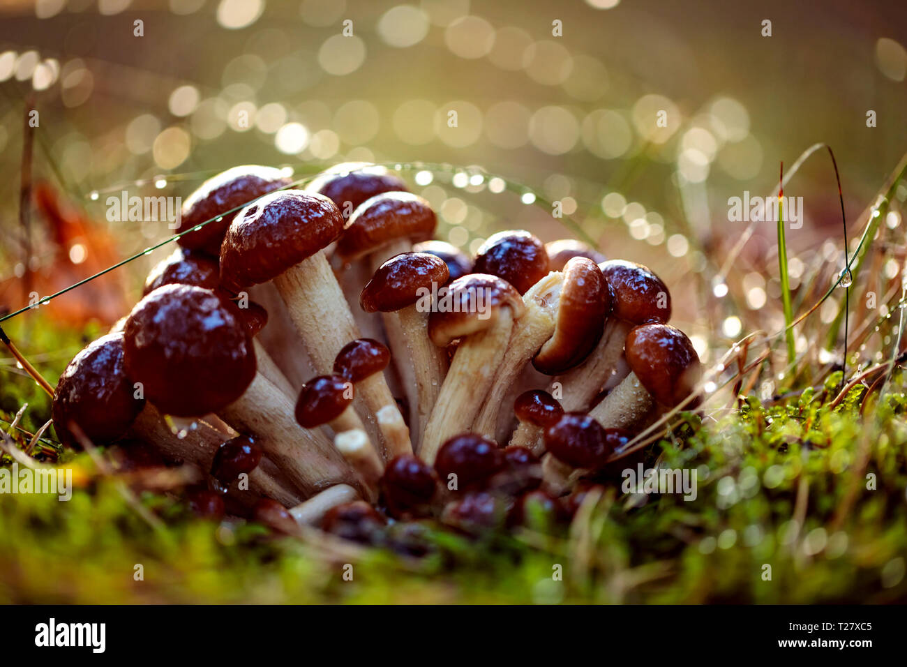 Pilze armillaria von Honig agaric In Sonniger Wald. Honig Pilz sind in der Ukraine, Russland, Polen, Deutschland und anderen europäischen Ländern als Stockfoto