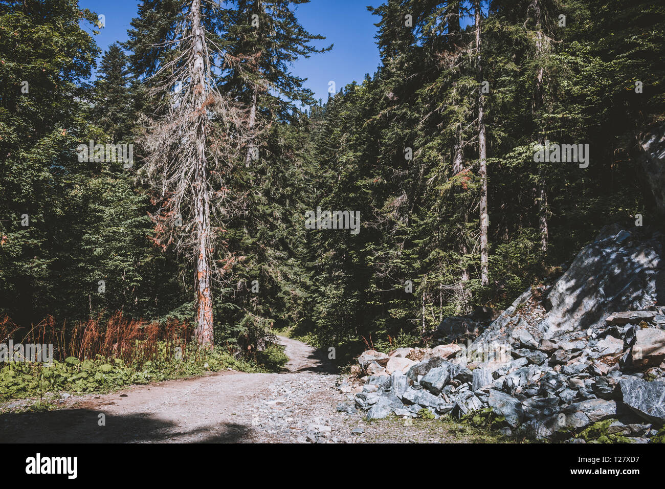 Panorama Ansicht von Deep Forest Szene im Nationalpark von Dombay, Kaukasus, Russland. Sommer Landschaft, Sonnenschein Wetter und sonnigen Tag Stockfoto