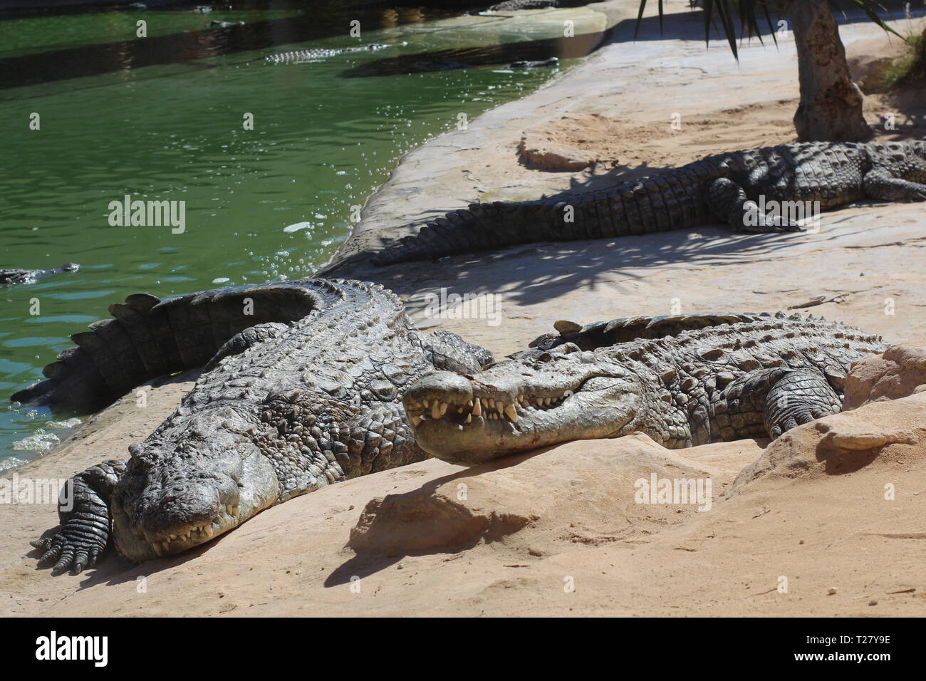 Krokodile in der Sonne aalen, liegen auf dem Sand, Essen und frolic. Crocodile Farm. Zucht Krokodile. Krokodil scharfe Zähne. Stockfoto