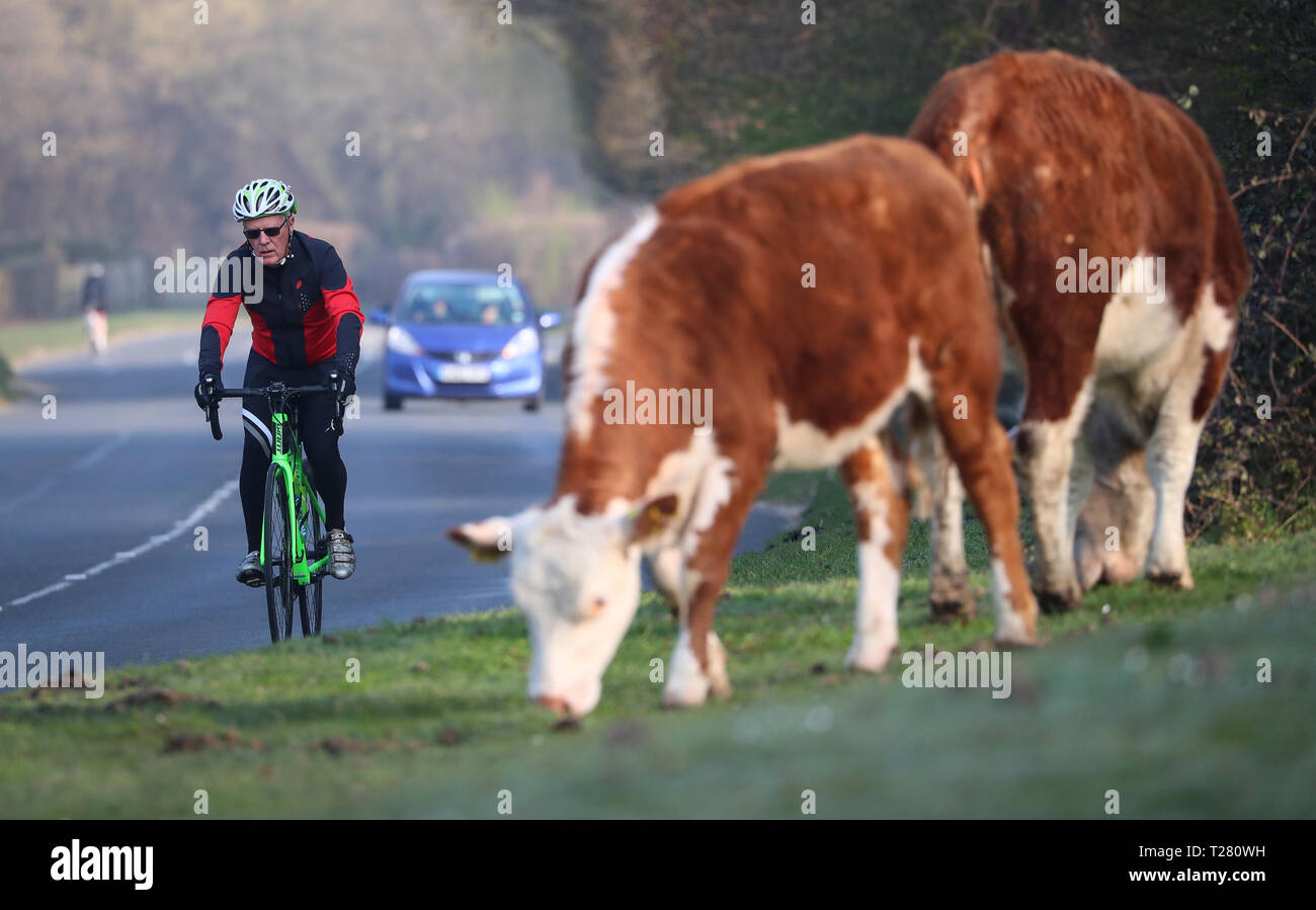 Ein Radfahrer vorbei frei lebende Rinder in der New Forest, Hampshire Stockfoto