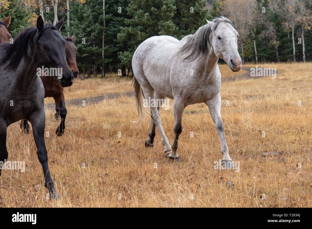 Western Pferde sind im High Country von Wyoming abgerundet Stockfoto