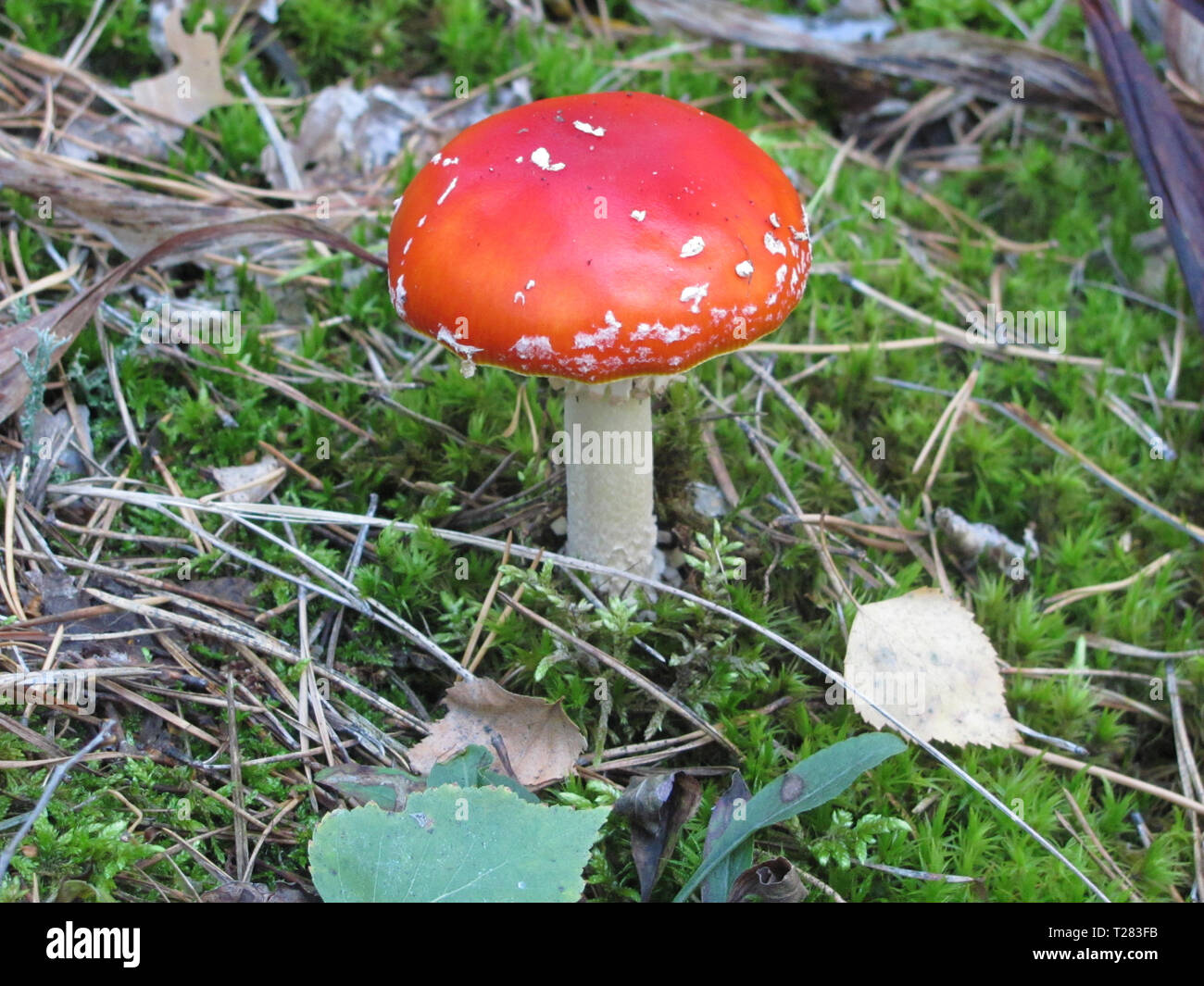 Agaric, giftige Pilz mit roter Kappe im Wald fliegen, mit grnem Gras,  flacher DOF Stockfotografie - Alamy