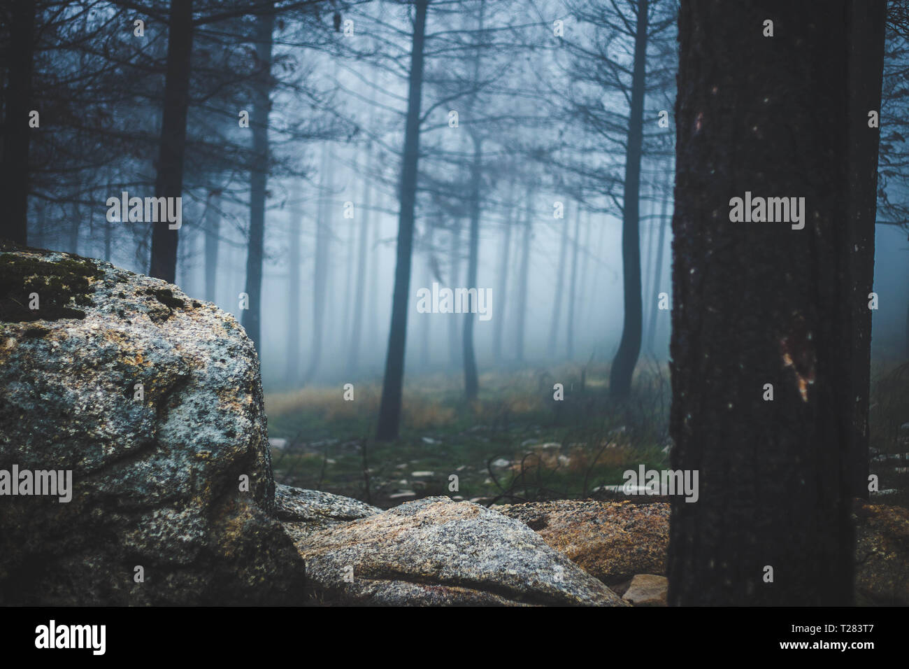 Nebeliger Tag in Serra de Estrelas Stockfoto
