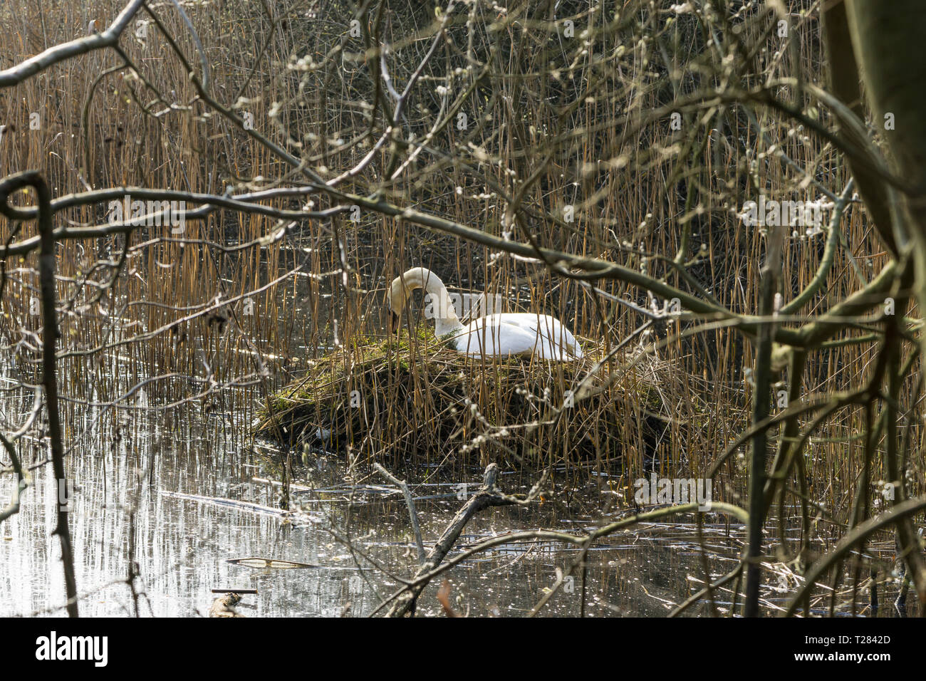 Mute swan auf Nest durch Schilf Stockfoto