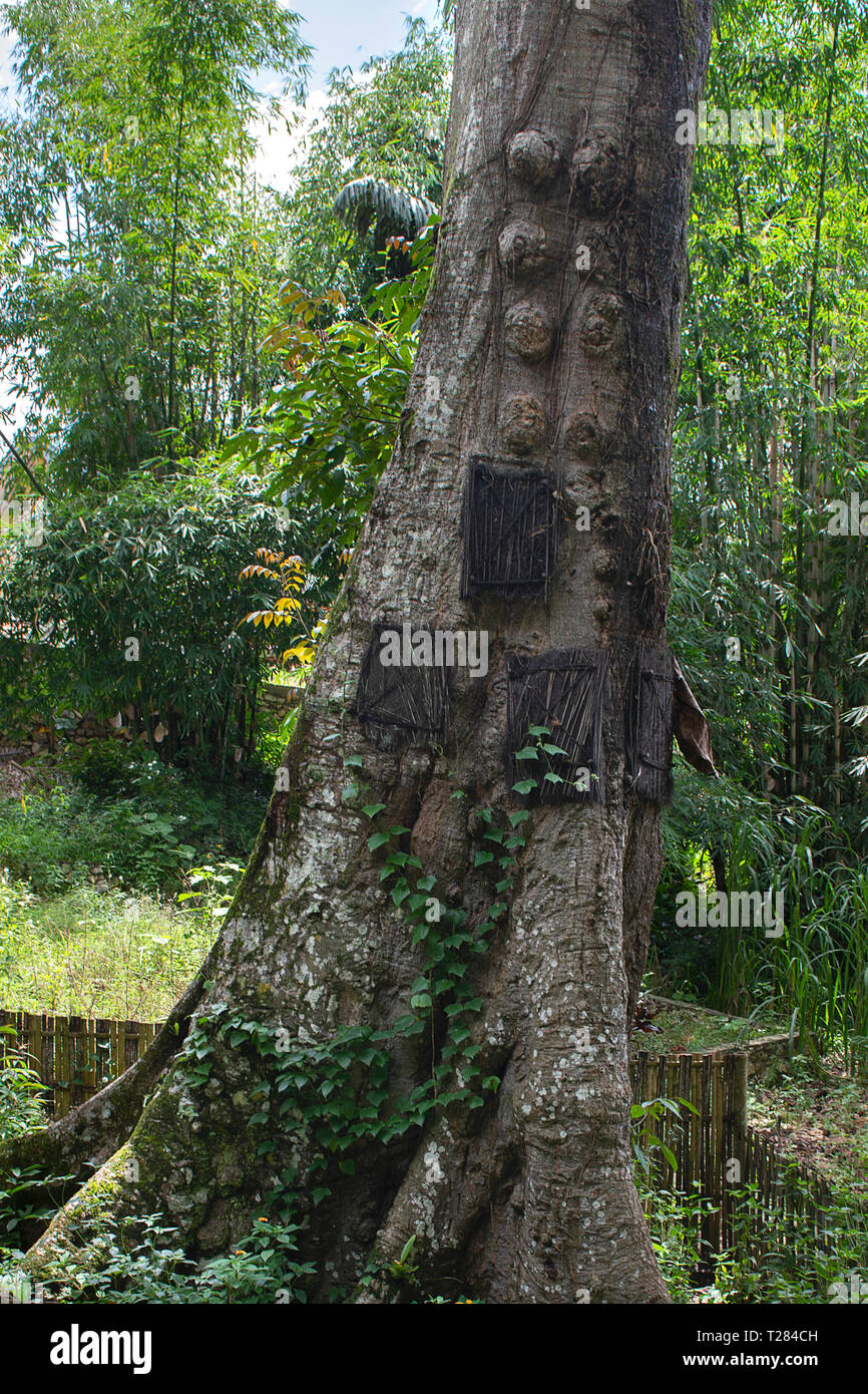 Baby Grab, Rantepao, Sulawesi, Indonesien Stockfoto