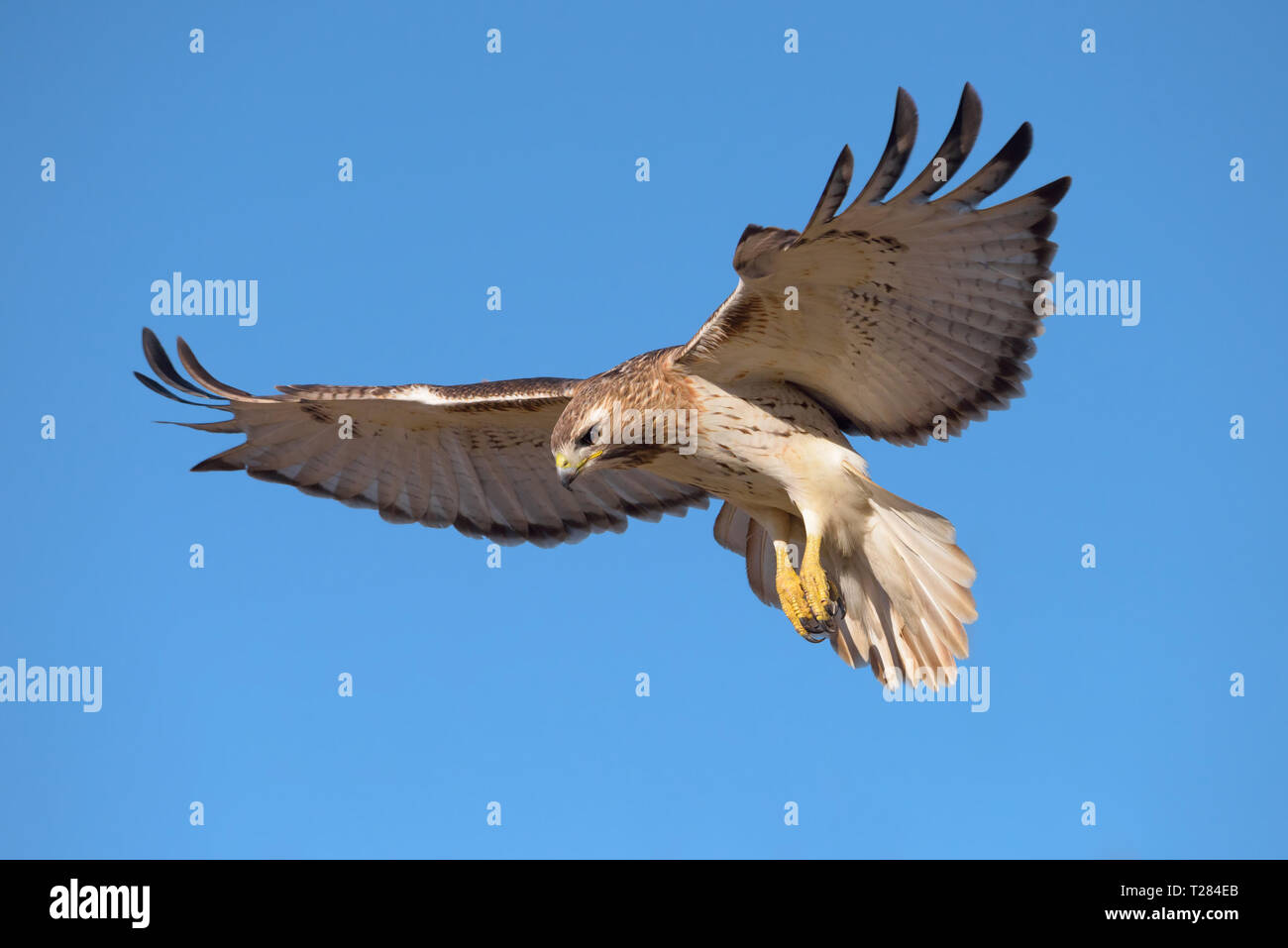 Ein Red-tailed Hawk schwebt in Vorbereitung zum Tauchen auf die Beute bei Tommy Thompson Park in Toronto, Kanada. Stockfoto