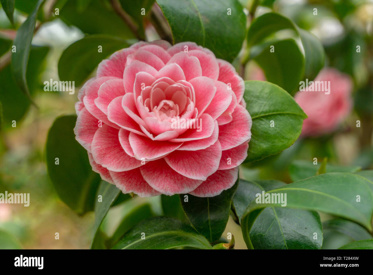 Rosa Camellia japonica Giardino Schmitz. In der Nähe von einem schönen Rosa Camellia japonica im Frühjahr. Blick auf eine blühende Blume Camellia japonica. Stockfoto