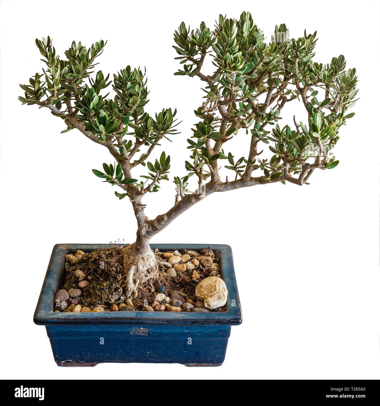 Eine ausgereifte Miniatur Olivenbaum, ein Beispiel für die Japanische Kunst des Bonsai Stockfoto