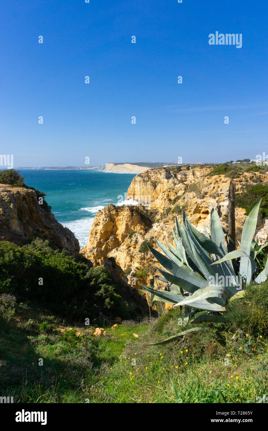 Massive Aloe Pflanze mit cliffline Hintergrund in Ponta da PIedade Stockfoto