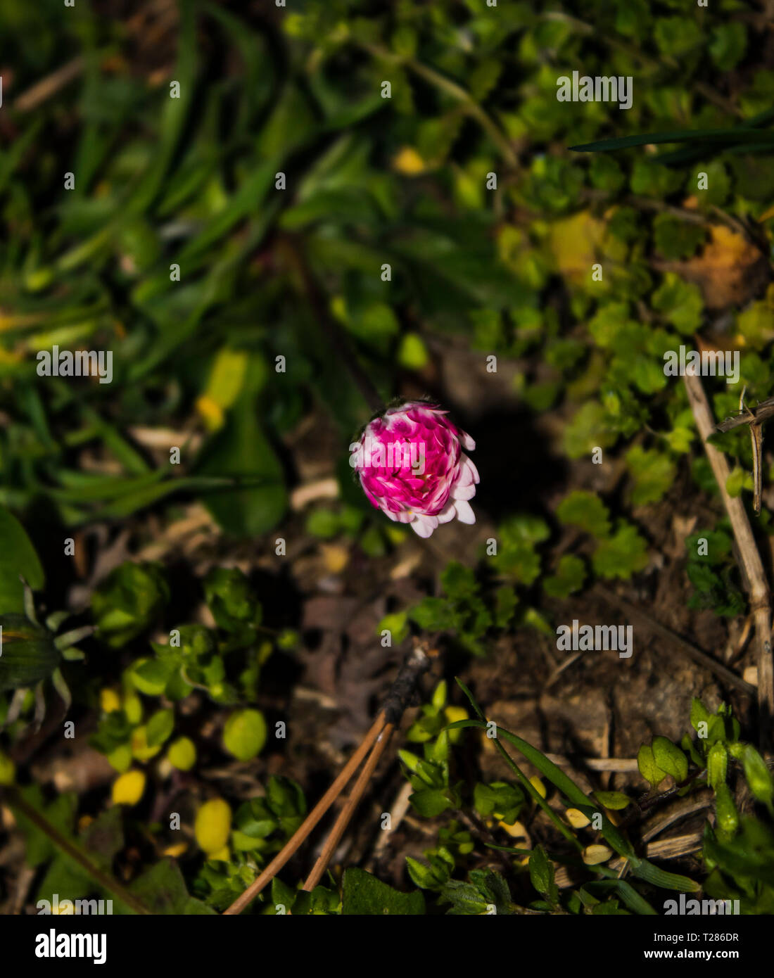 Kleine bunte Blume wächst Stockfoto