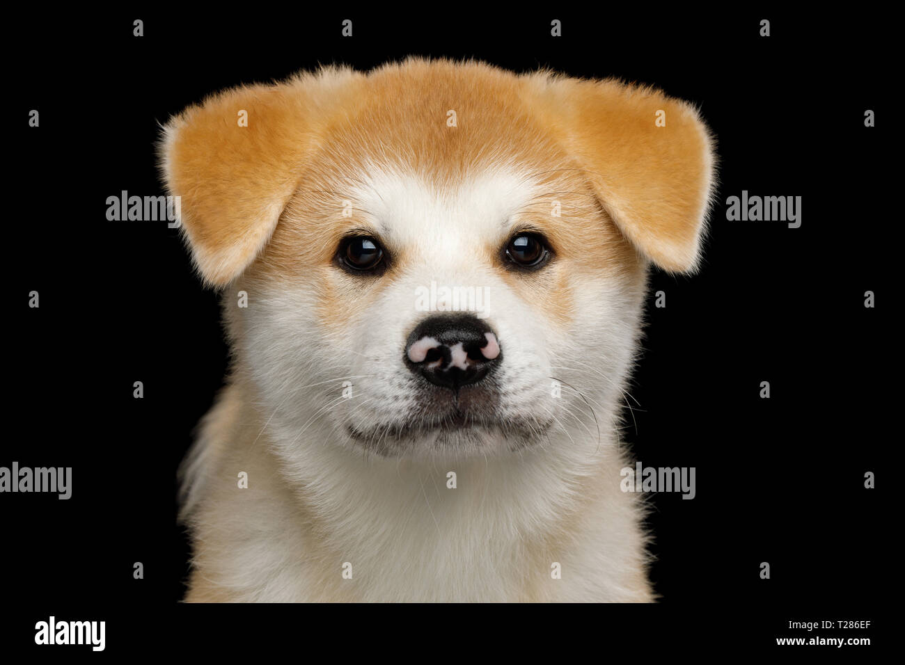 Portrait von traurigen Akita Inu Welpen mit gefleckten Nase auf Isolierte schwarze Hintergrund, Vorderansicht Stockfoto