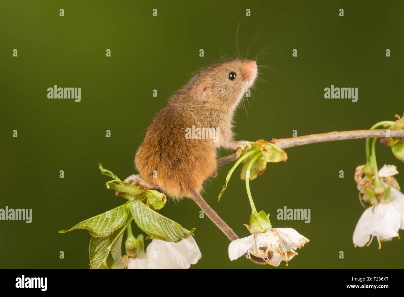 Ernte Maus (Micromys Minutus), ein kleines Säugetier oder nagetierarten. Tier niedlich. Stockfoto