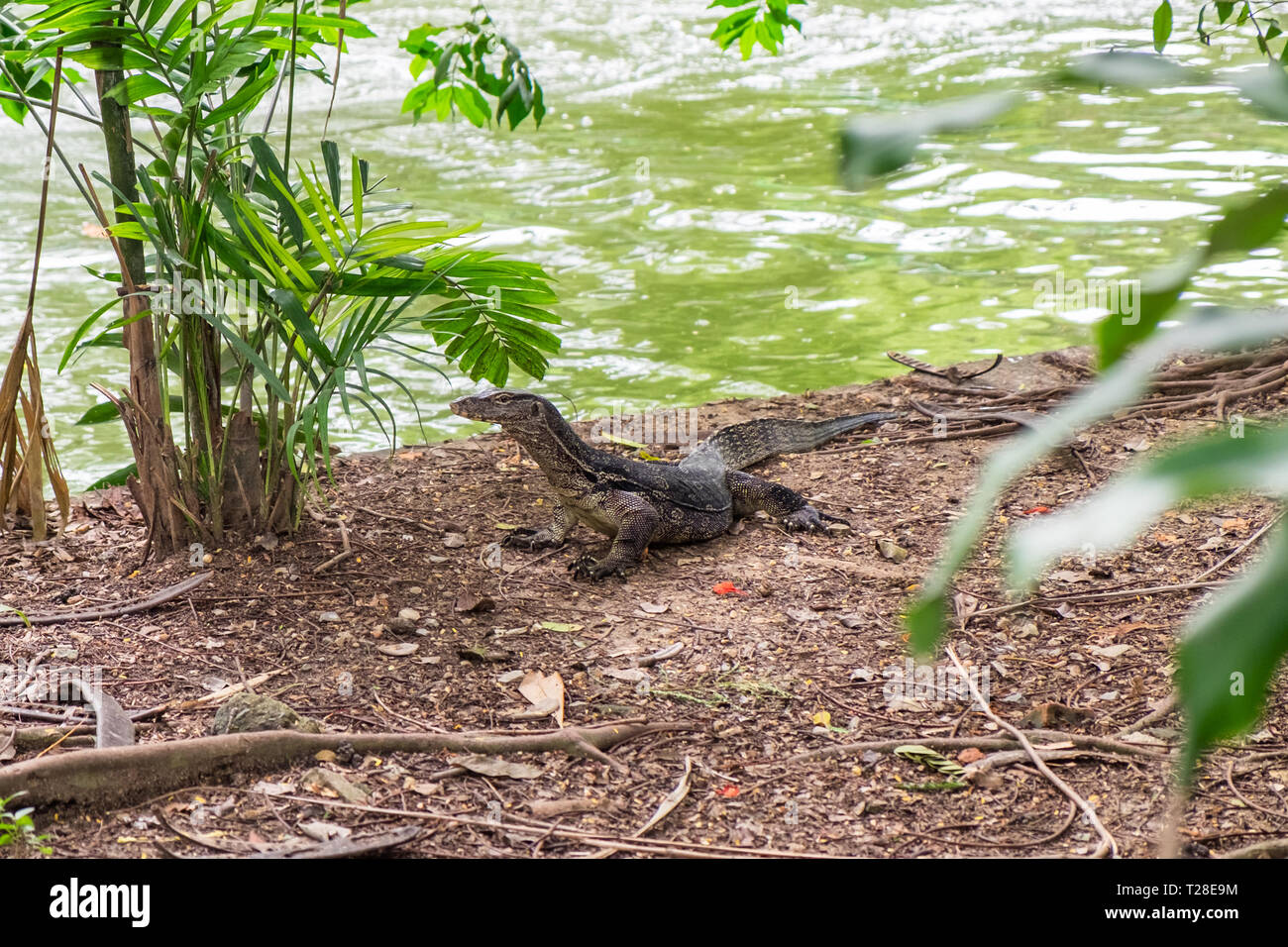 Wasser überwachen, Varanus salvator Schwarz Gross stehend neben Teich Stockfoto