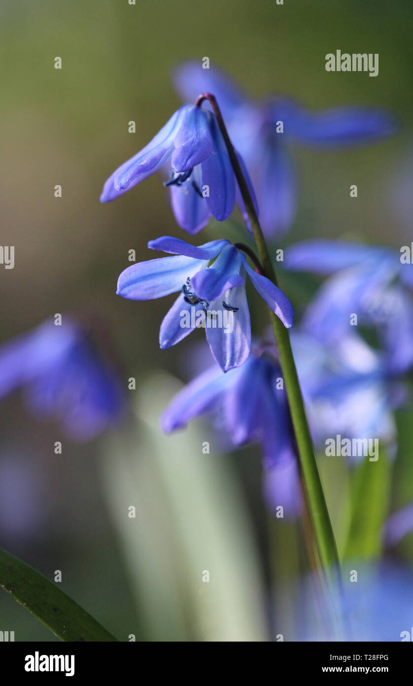 Die wunderschöne Blaue Blumen von Scilla siberica (Holz Blausterne), blühen im Frühjahr in einer natürlichen Waldlandschaft. Stockfoto