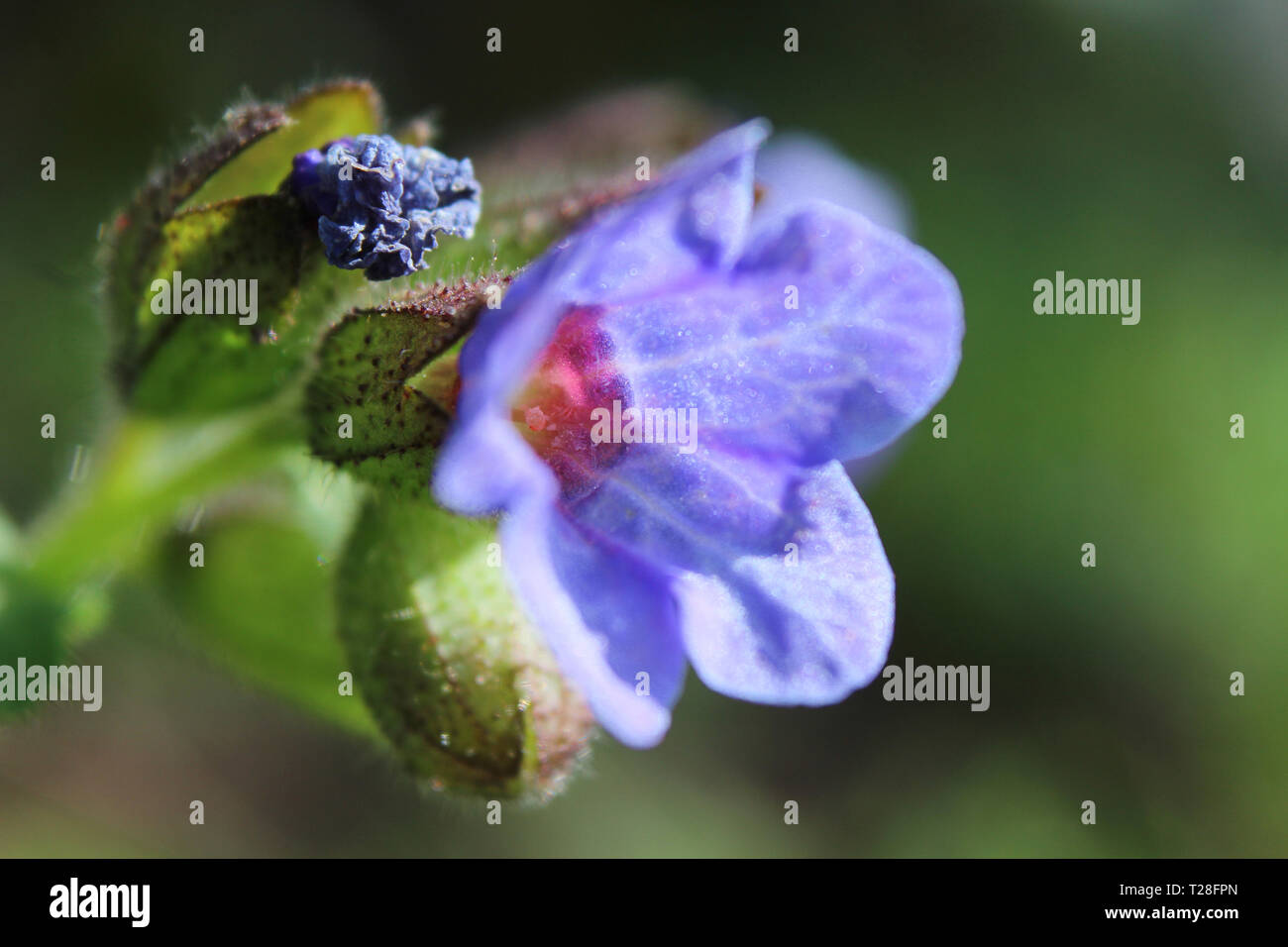 Die Entfaltung der Frühling Knospe, einer blauen Pulmonaria officinalis Flower in extremer Nahaufnahme in einer natürlichen Umgebung. Mit kopieren. Stockfoto