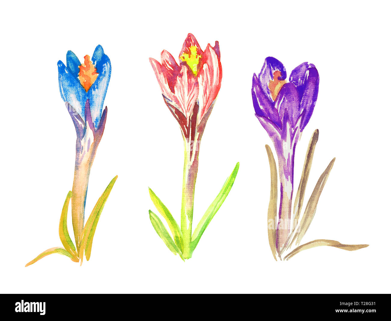 Satz von blau, pink und lila Krokusse Blumen, isolierte Handgemalten Aquarell Abbildung Stockfoto