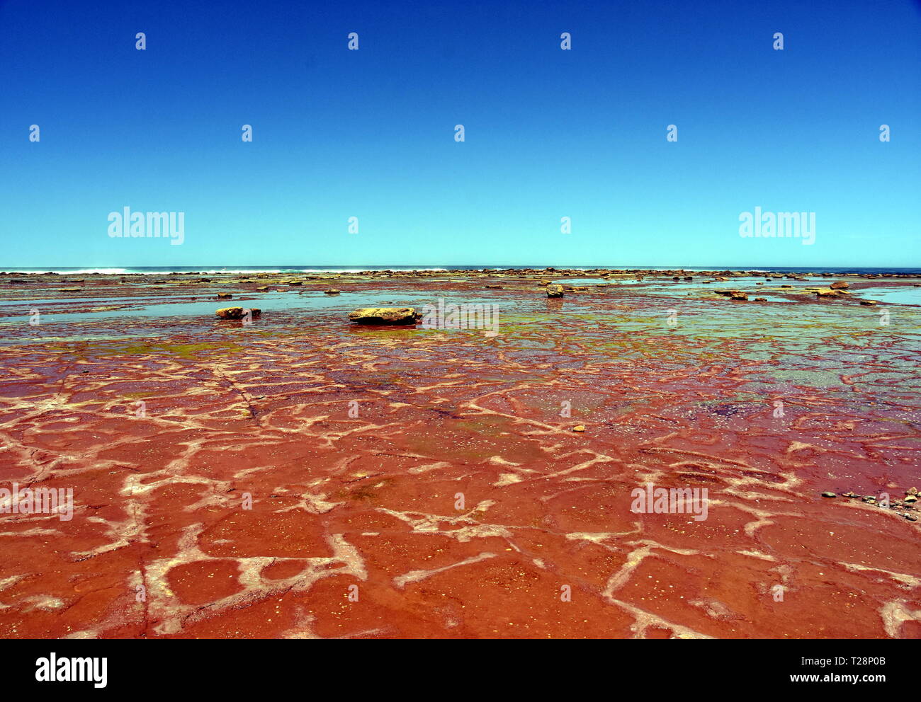 Ebbe in Long Reef Vorgewende (Sydney, Australien). Tide Pools auf dem Tasmanischen Meer bei Ebbe am nördlichen Strände von Sydney. Stockfoto