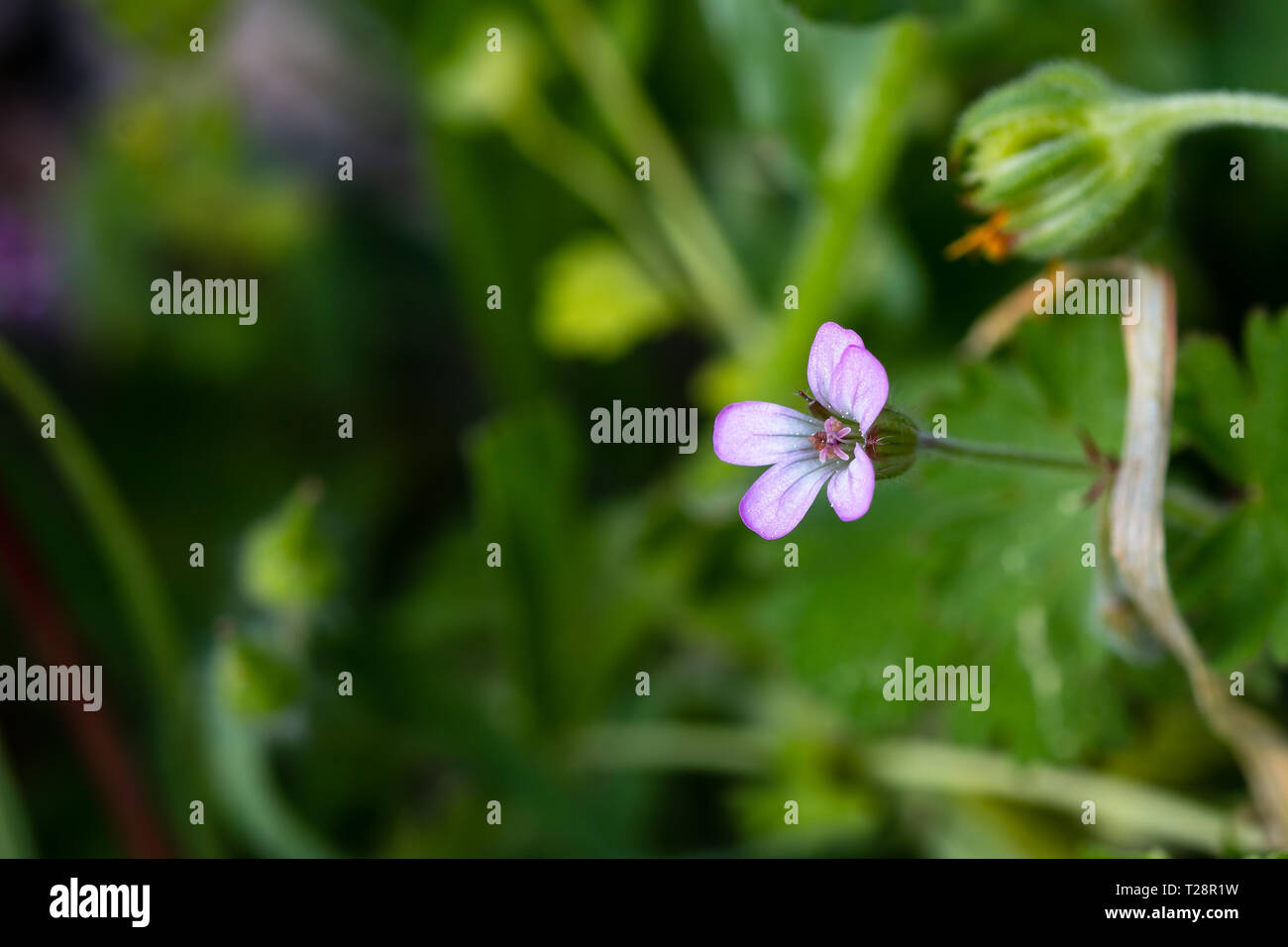 Wilde Blume auf unscharfen Hintergrund. bis Makro schließen Stockfoto