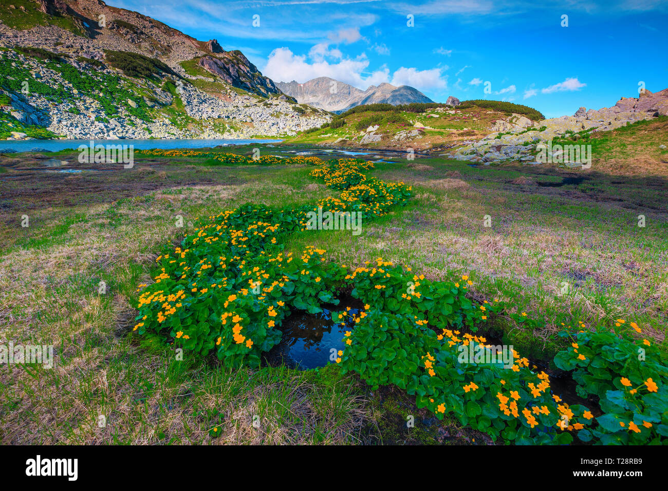 Bewundernswert Gletschersee, gelb Alpenblumen und Wicklung Mountain Brook, Retezat Nationalpark, Karpaten, Rumänien, Europa Stockfoto