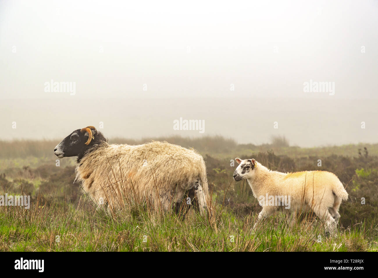 Natur Stockfoto