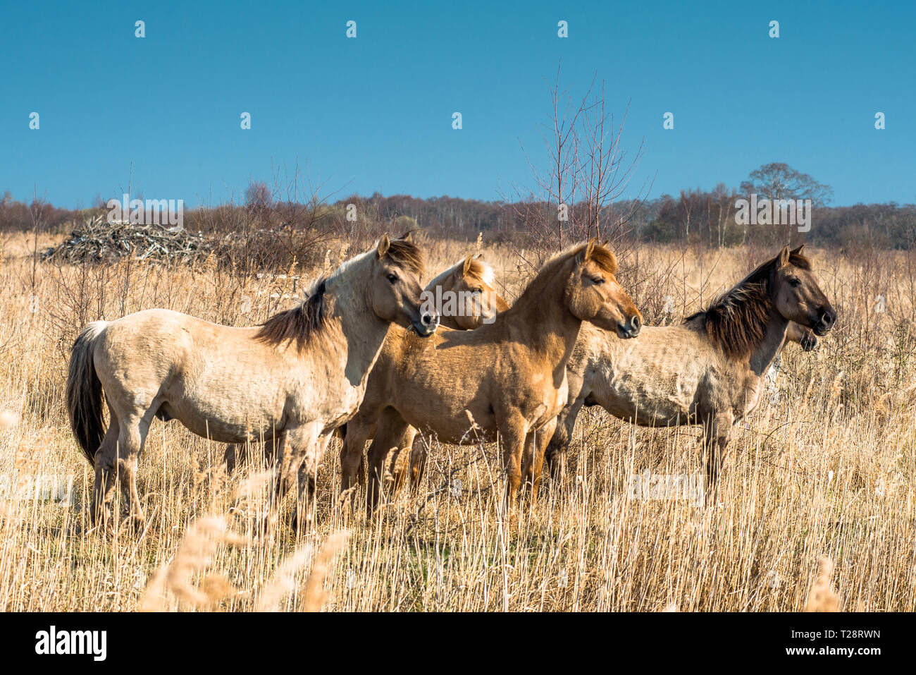 Konik Ponys auf der Wicken Fen Naturschutzgebiet, Cambridgeshire, England, Großbritannien Stockfoto
