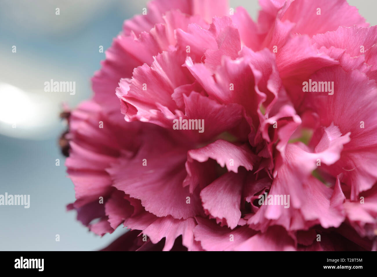 Makro Detail einer Nelke Blume Stockfoto