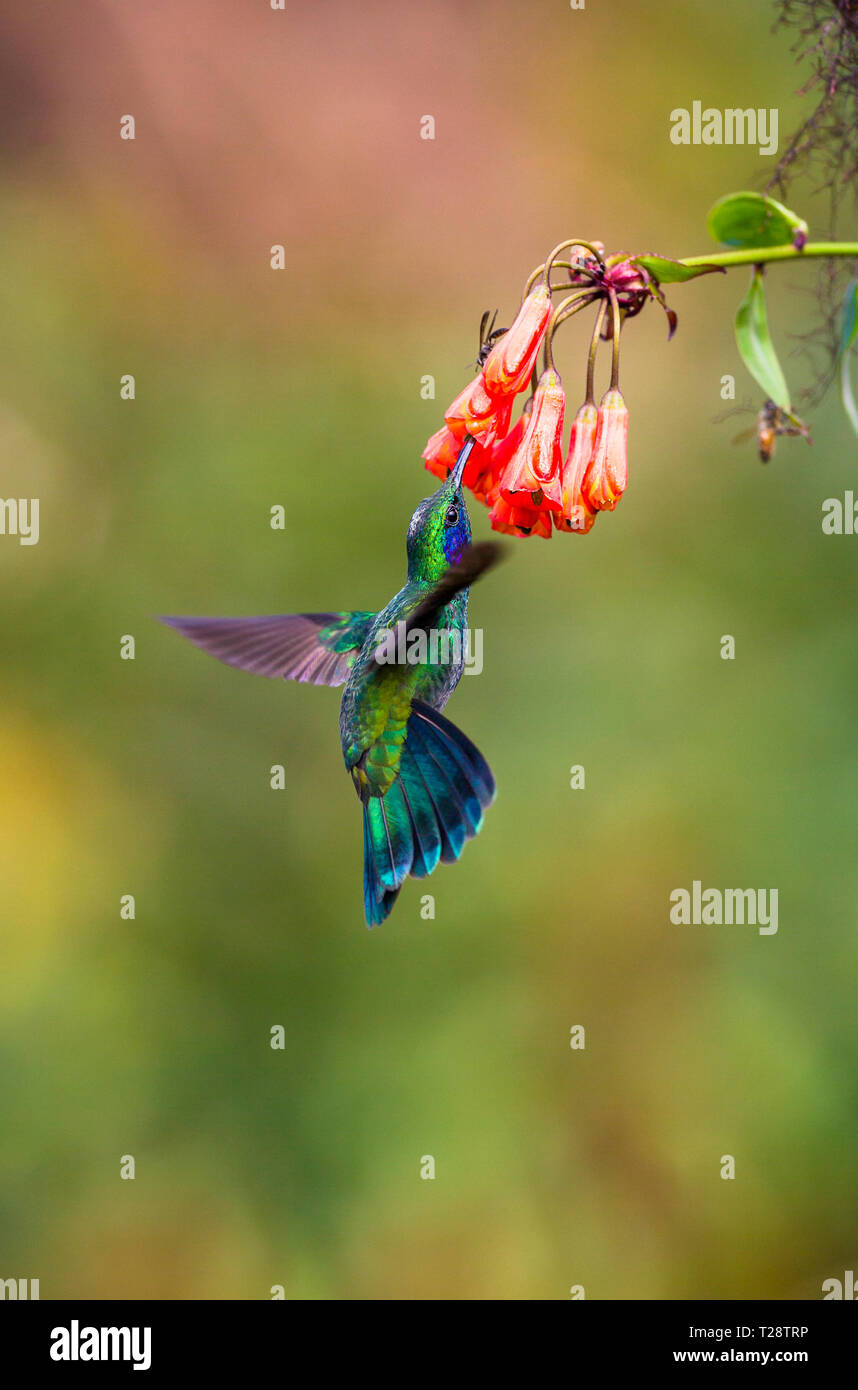 Weniger Violetear hummingbird Fütterung eine Blume Stockfoto