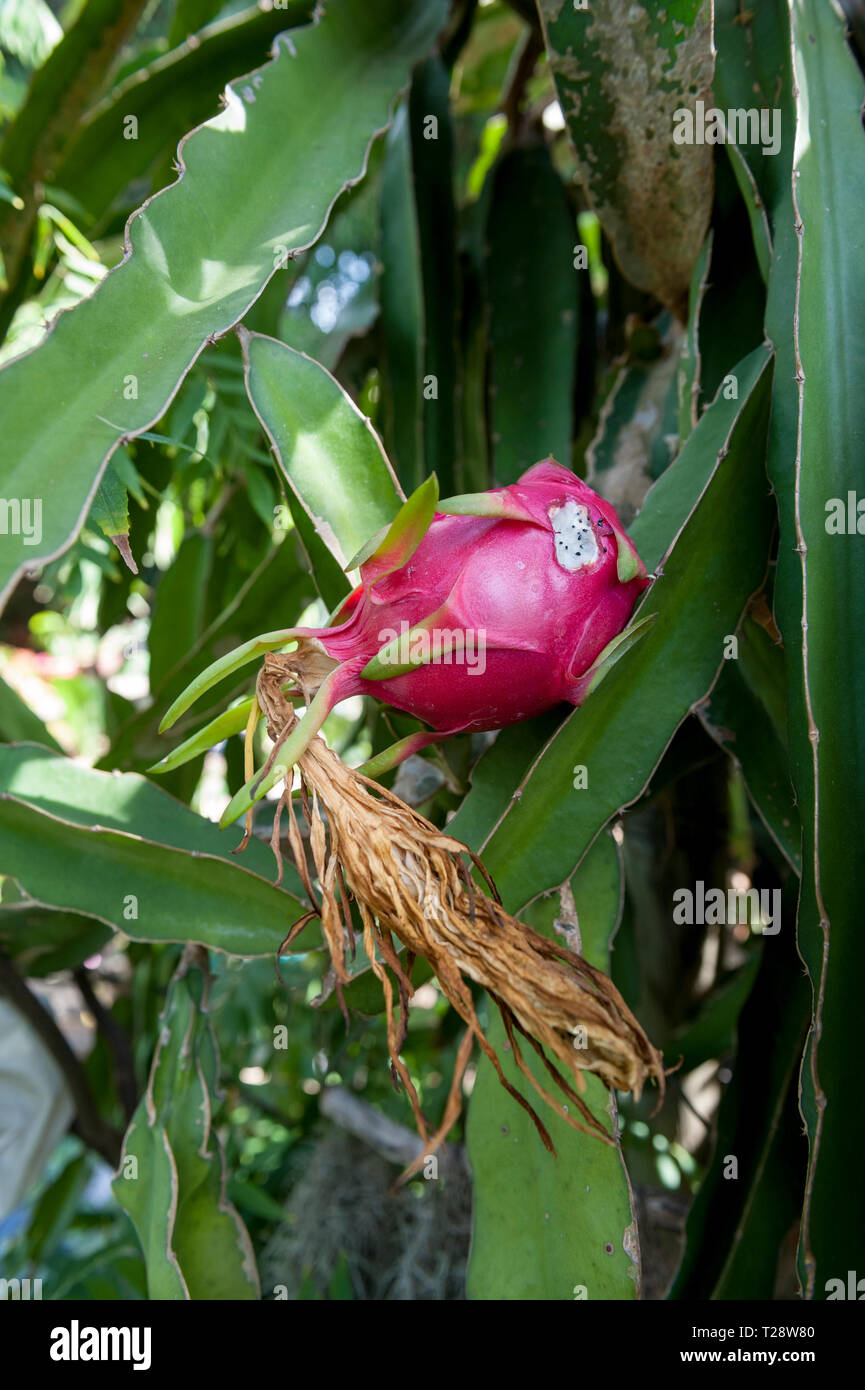 Schäden, die durch Ratten zu reif Dragon Obst (Hylocereus undatus), aka Pitaya Blanca oder weißer Drache Obst Stockfoto