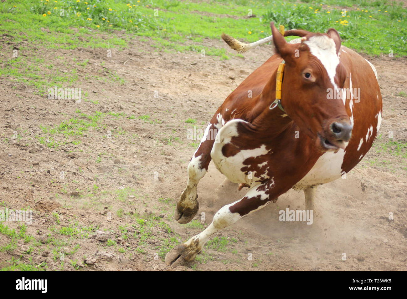 Eine glückliche Kuh im Frühjahr, der Freude Stockfoto