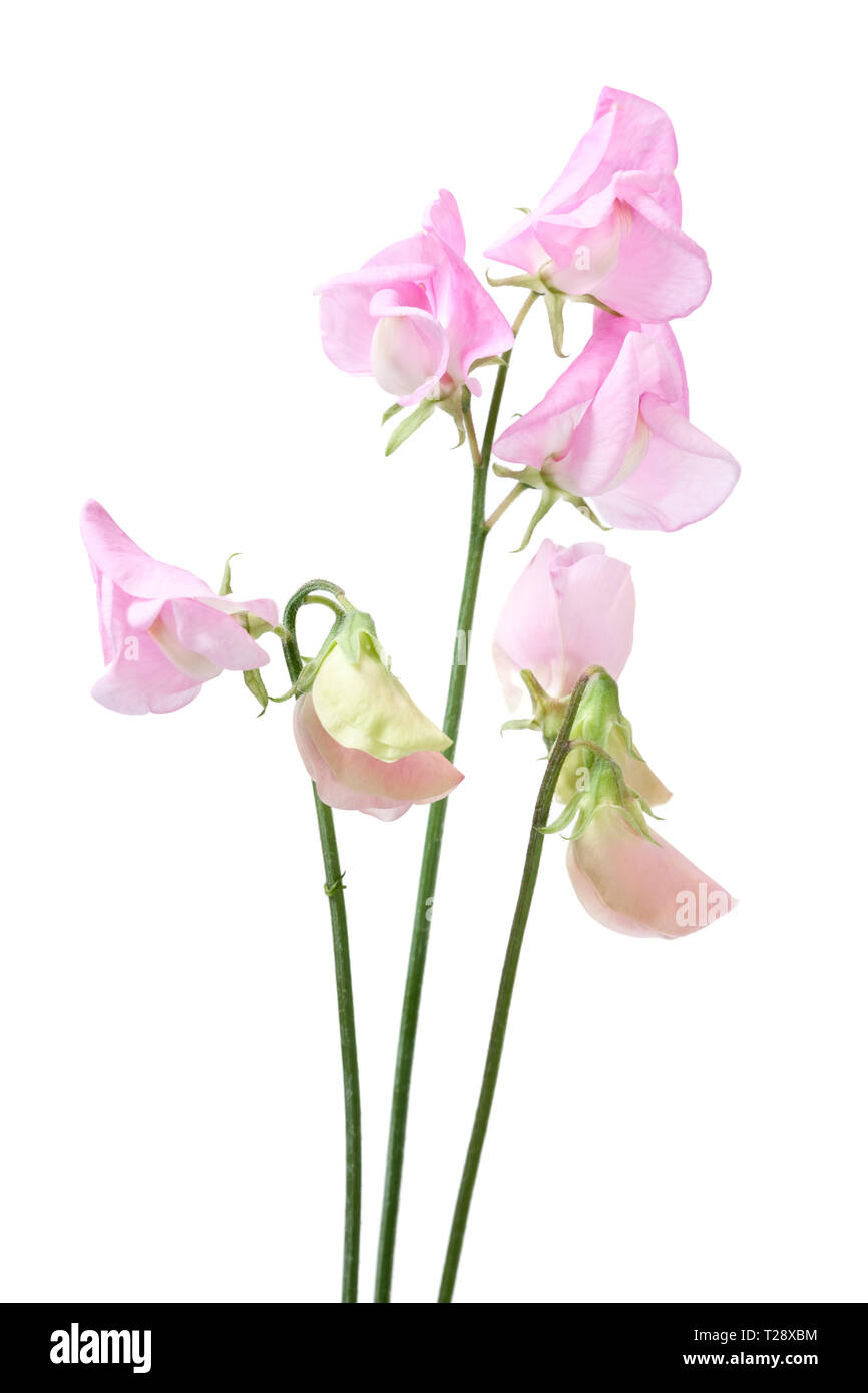 Lathyrus Odoratus - Sweet Pea Stockfoto