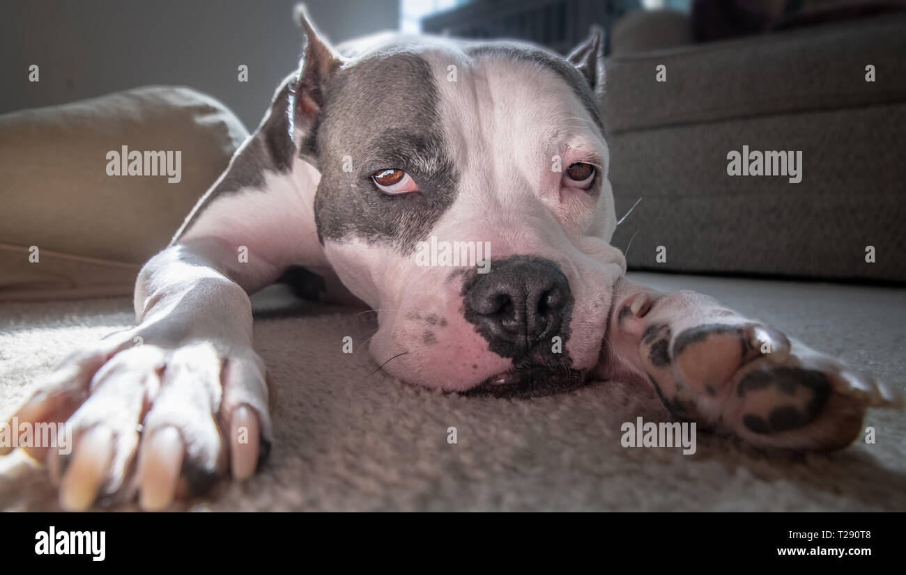 Ein erschöpfter Hund splays auf dem Boden Stockfoto