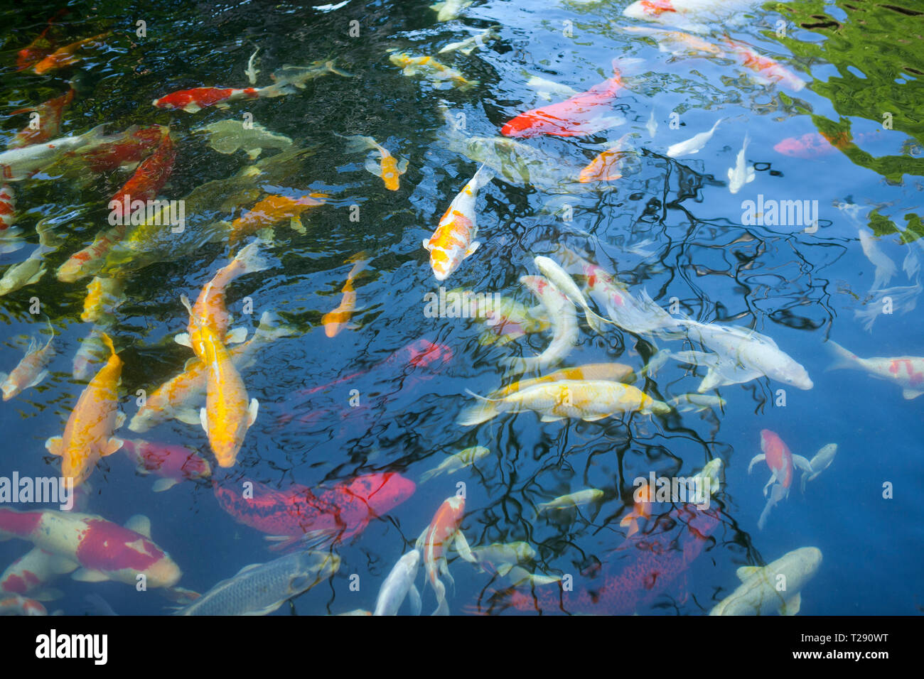 Koi karpfenschwimmen im teich Fotos und Bildmaterial in hoher