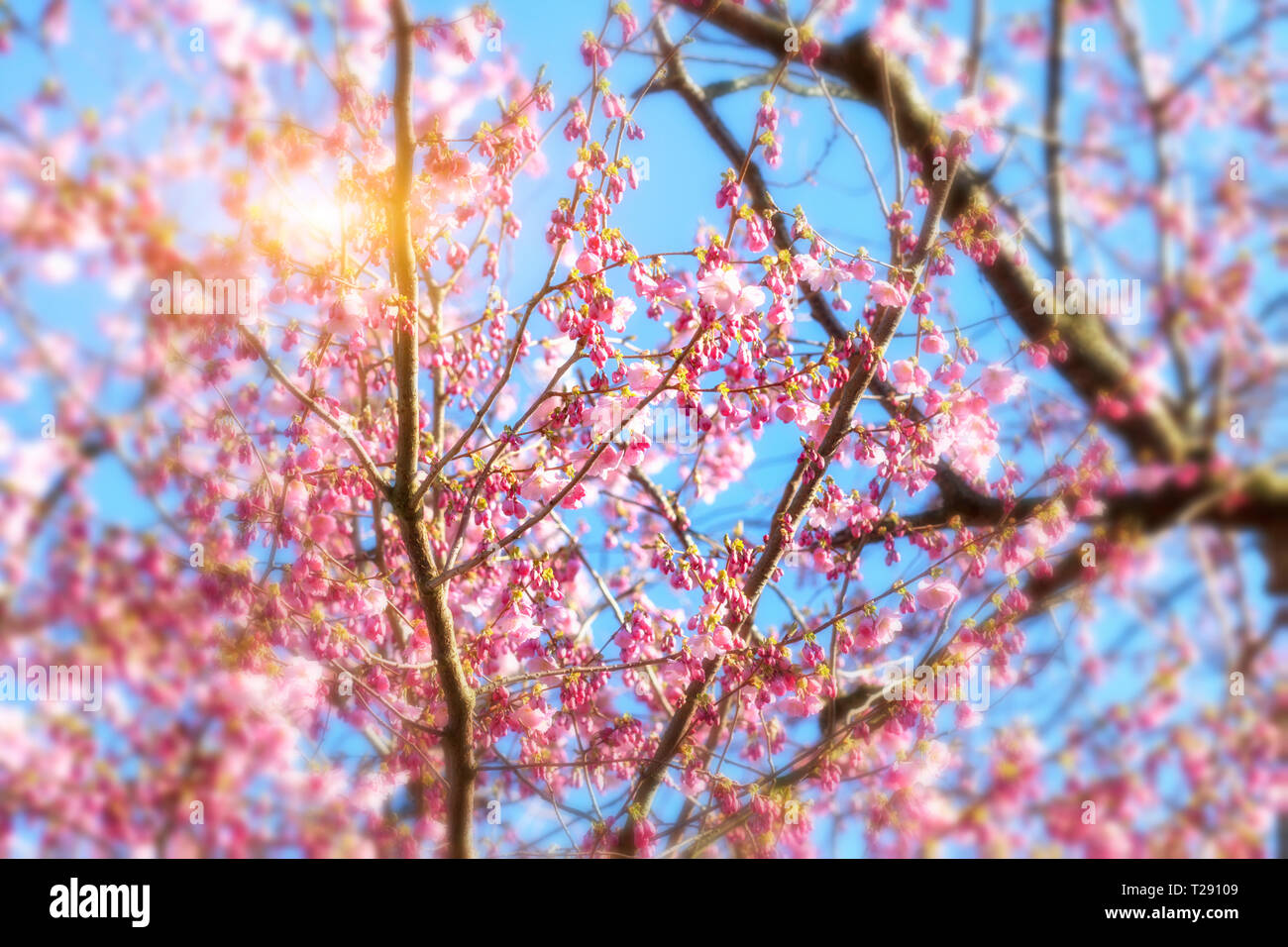 Kirschblüten über blauen Himmelshintergrund Stockfoto