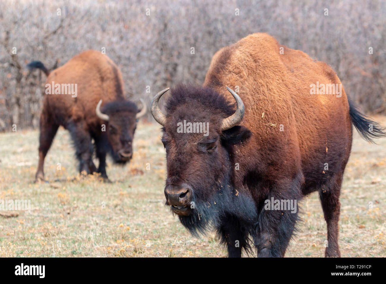 Herde von Bison Beweidung auf Danials Park Colorado im Douglas County in den Frühling Stockfoto