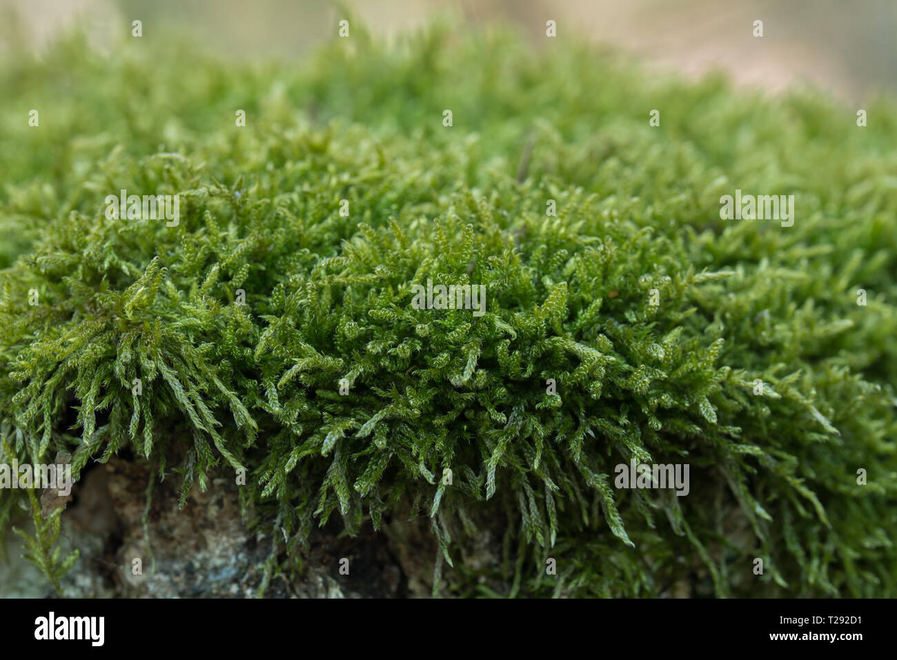 Moos auf Baum Makro selektiven Fokus Stockfoto