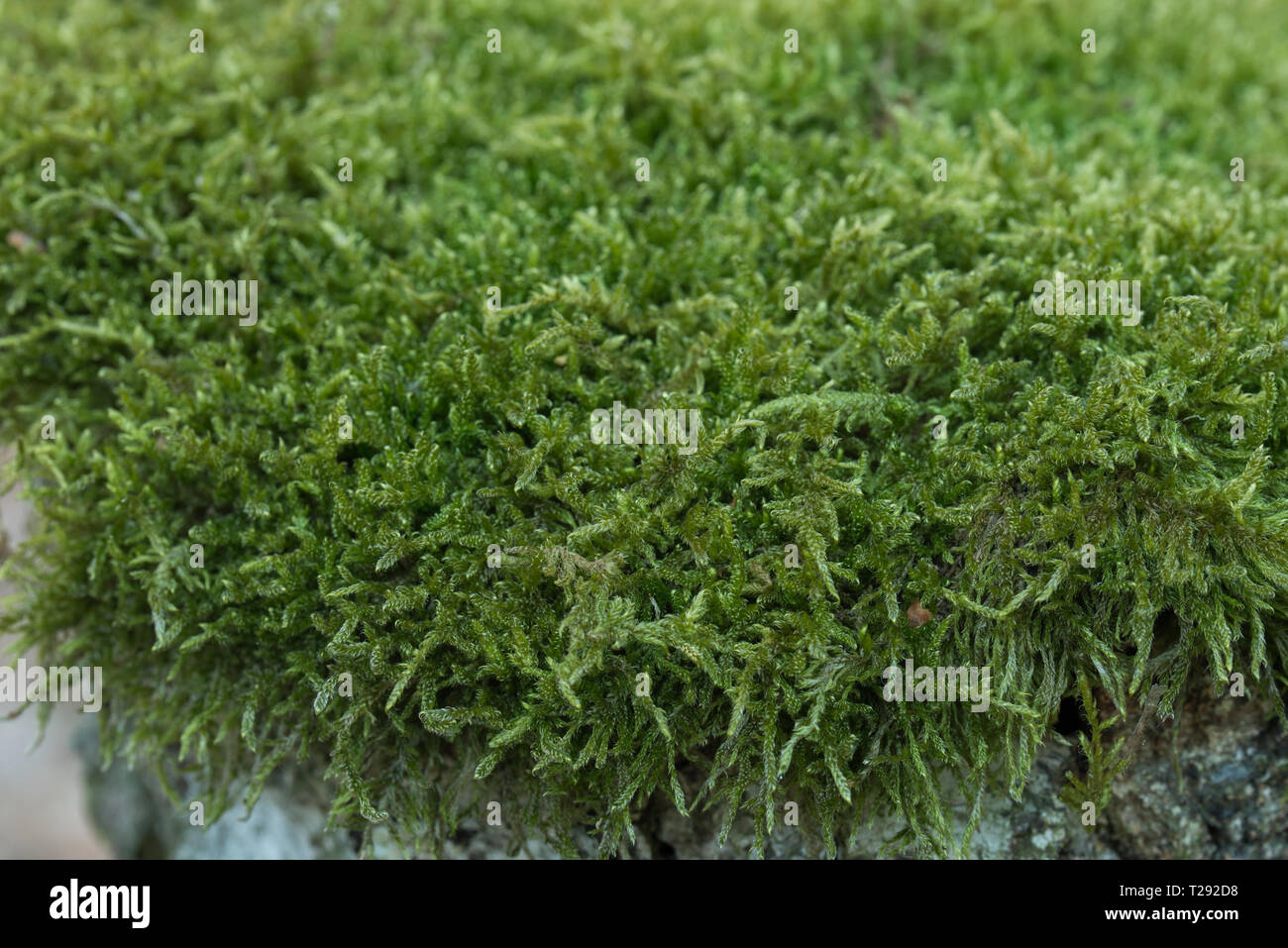 Moos auf Baum Makro selektiven Fokus Stockfoto