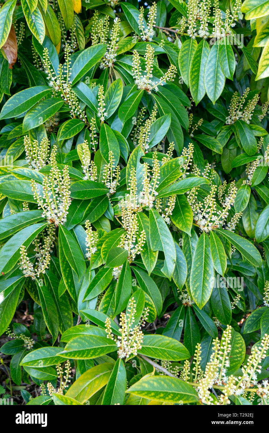 Lorbeer Blätter und Blumen im Frühling Stockfoto