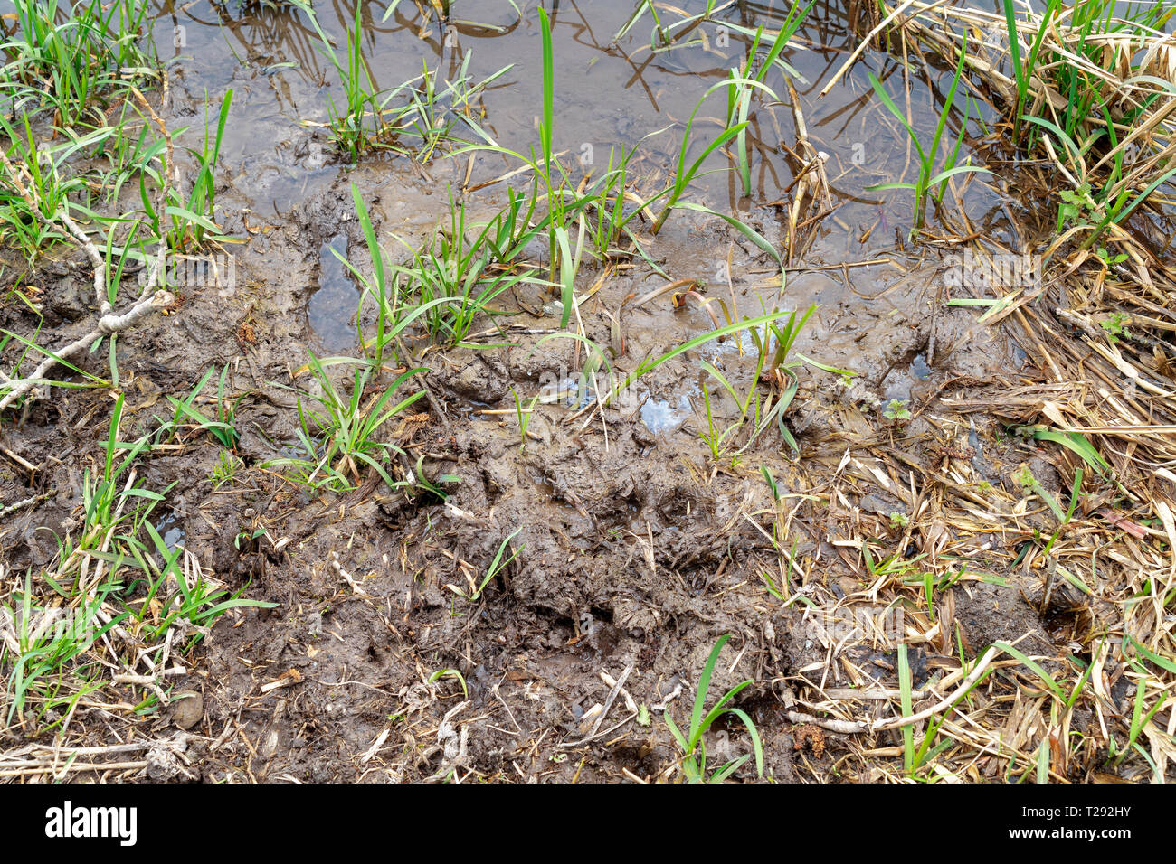 Schlamm und Wasserpflanzen Wachstum bei Waters Edge Stockfoto