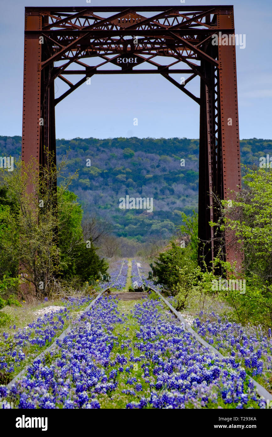 Bluebonnets bloom entlang verlassenen Bahngleisen im Texas Hill Country zwischen Austin und San Antonio. USA. Stockfoto