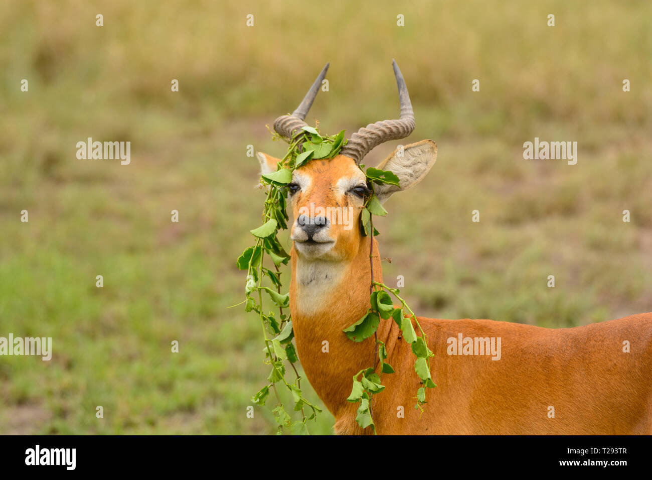 Einzigartige Verhalten von einem Ugandan Kob im Queen Elizabeth National Park Stockfoto