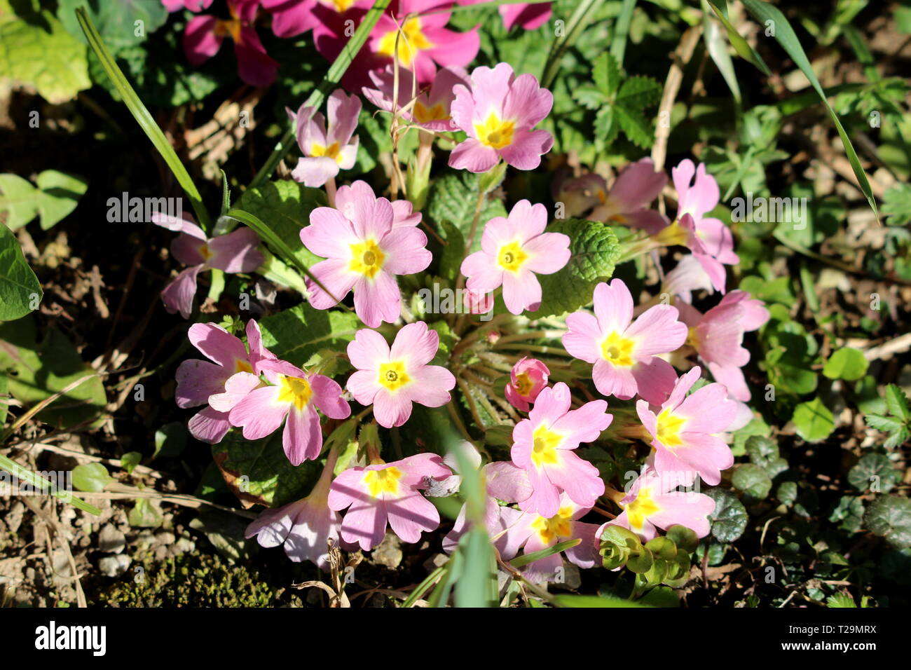 Light Pink Primrose oder Primula vulgaris oder gemeinsamen Primrose oder Englisch primrose kleine Blüten mit gelbem Zentrum und dicken dunkelgrünen Blätter Stockfoto