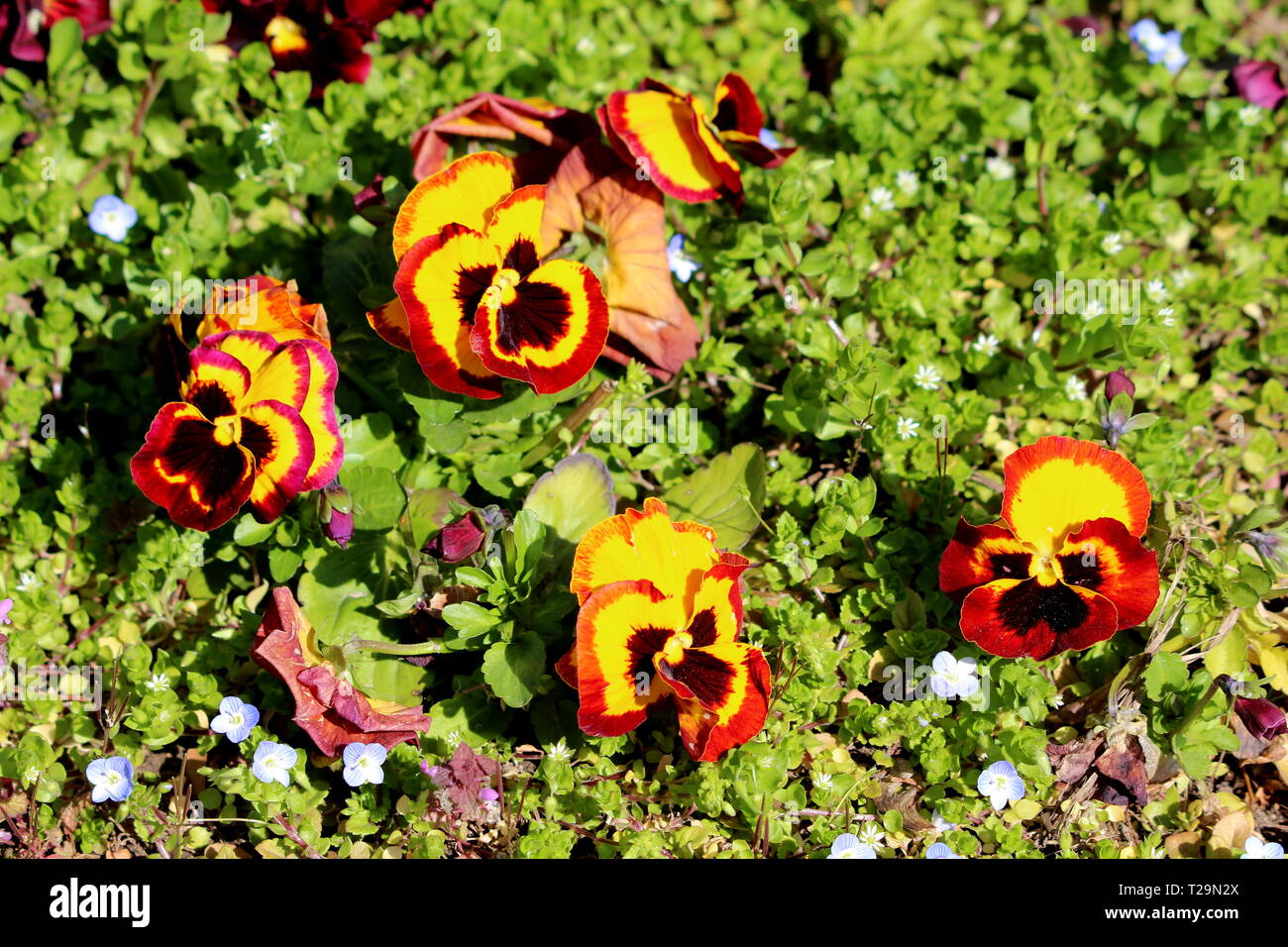 Multi Color wilde Stiefmütterchen oder Viola tricolor oder Johnny jump up oder Heartsease oder Herzen lindern oder Herzen Freude oder Kitzeln meine Phantasie oder Jack aufspringen und Kiss Stockfoto