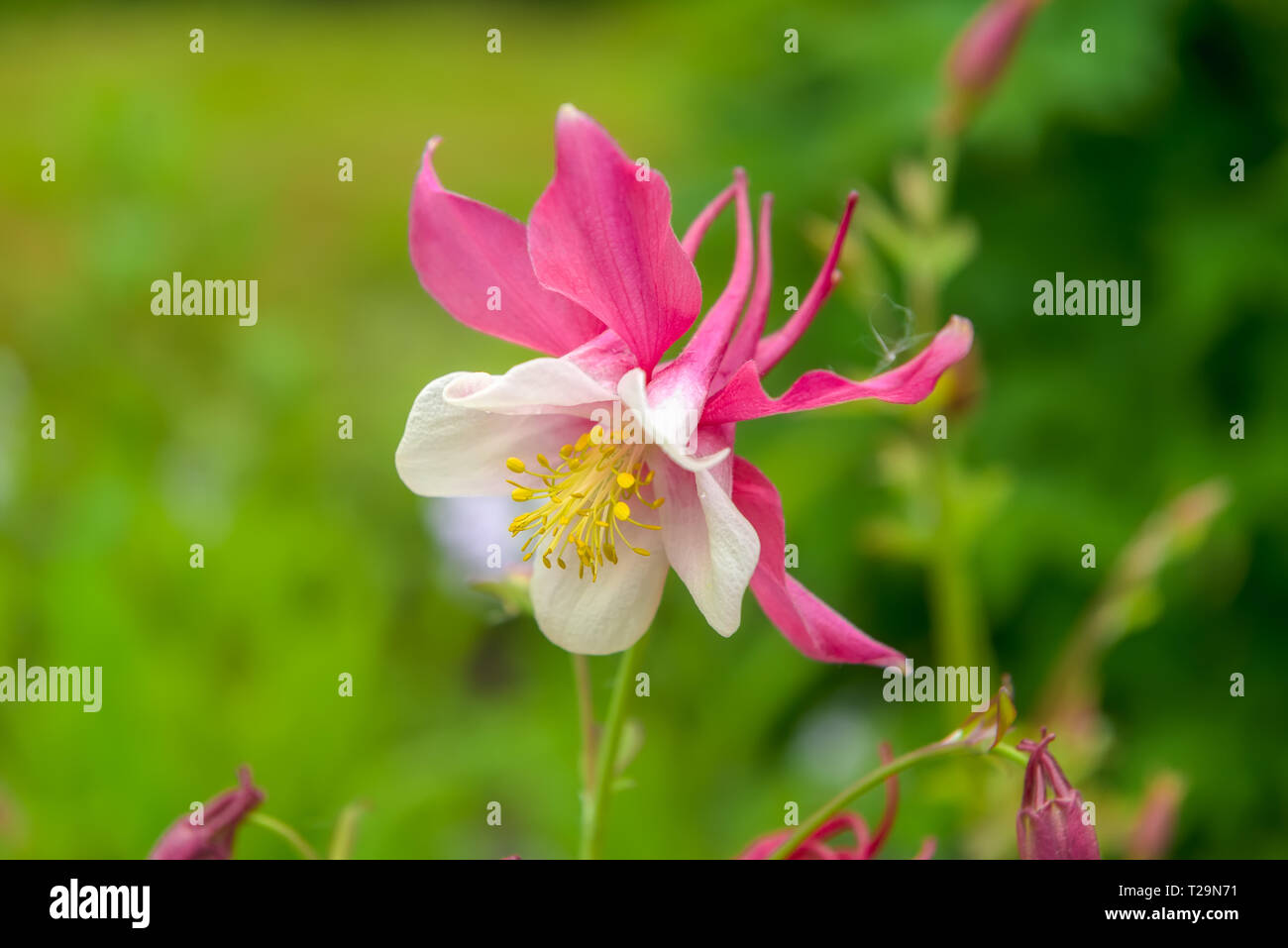 Schöne Blume Knospe Akelei (Einzugsgebiet) Stockfoto