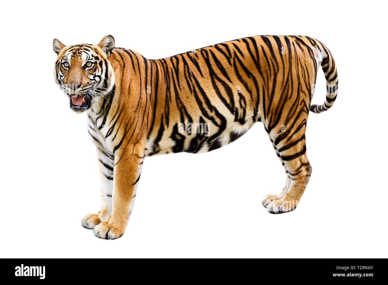 Tiger weißen Hintergrund Isolieren des ganzen Körpers Stockfoto