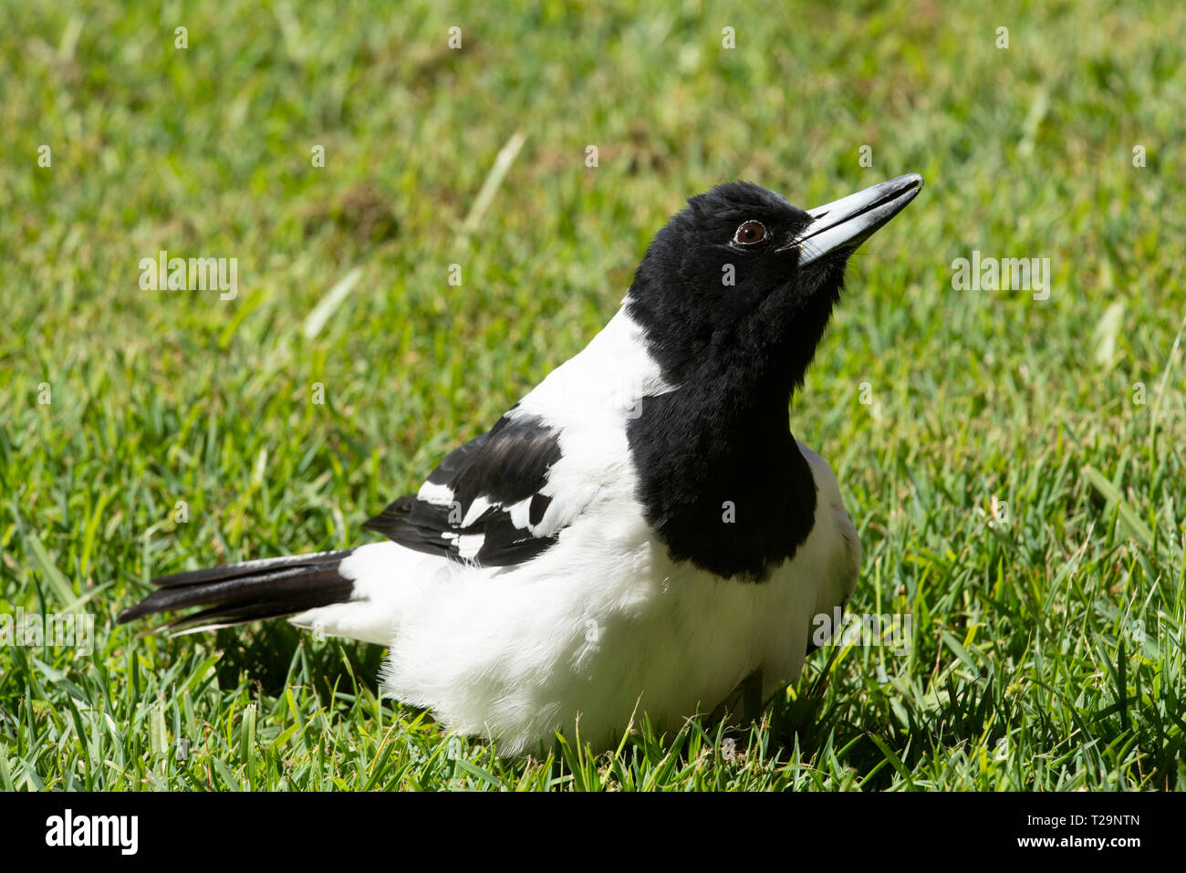 Metzgerei Vogel auf einem Vorstädtischen Rasen Stockfoto