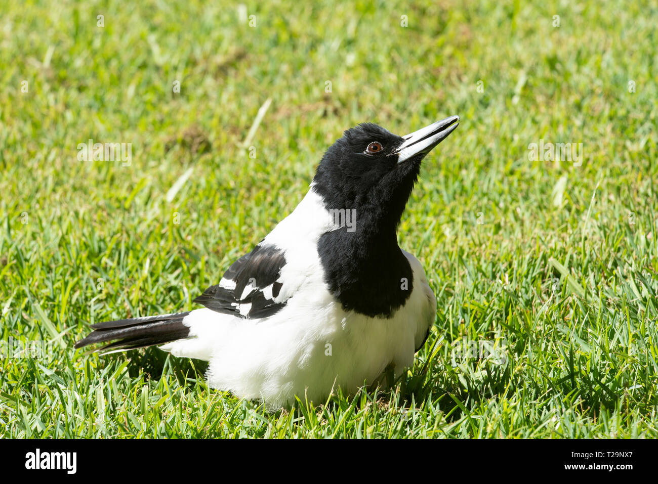 Metzgerei Vogel auf einem Vorstädtischen Rasen Stockfoto