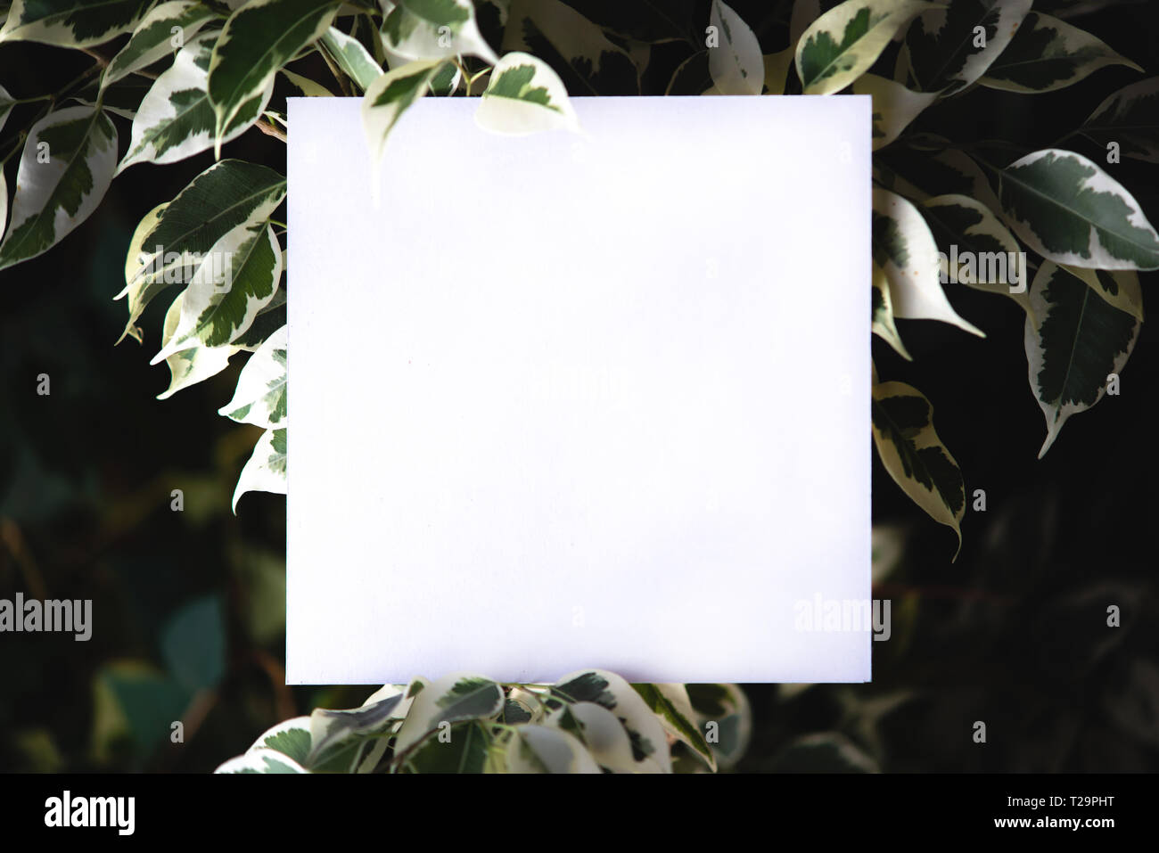 Platz papper auf dem Hintergrund der grüne Blätter von tropischen Pflanzen. Textrahmen. Konzept der eine Postkarte zum Thema Natur und Umwelt Stockfoto