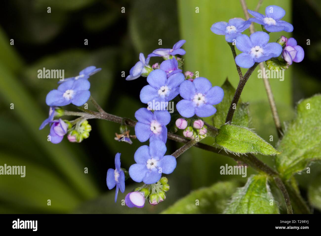 Brunnera Macrophylla 'Jack Frost' Stockfoto